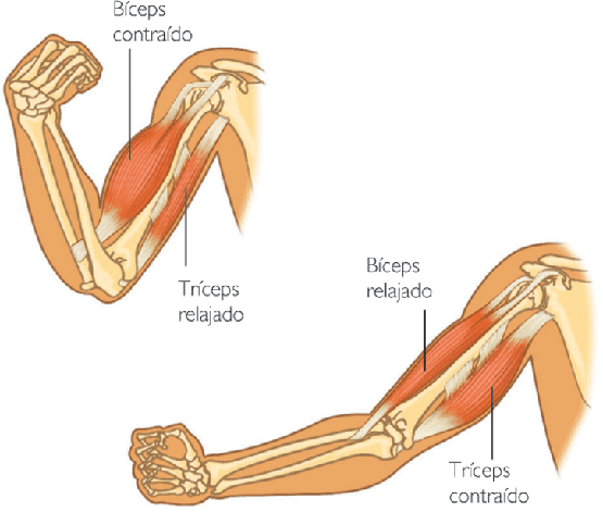 cuántas clases de contracciones musculares hay